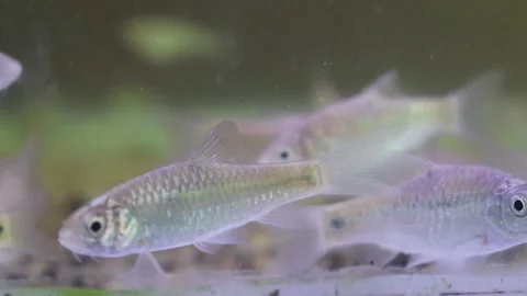 A school of wader pari fish (Rasbora lateristriata) swimming together 動画素材 331170621