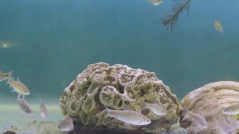 A school of wader pari fish (Rasbora lateristriata) swimming together Stock-Footage 331170628