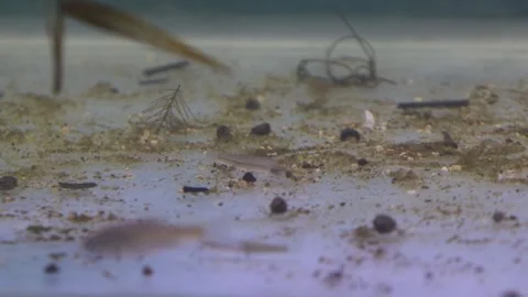 A school of wader pari fish (Rasbora lateristriata) swimming together Stock-Footage 331170629