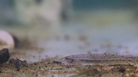 A school of wader pari fish (Rasbora lateristriata) swimming together Stock-Footage 331170646