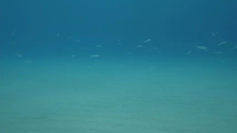 School of white saddled bream at the seabed, Tropea, Mediterranean sea,Italy Stock Footage 111675181
