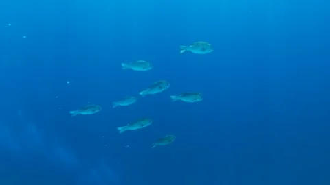 School of white snapper swimming in open blue water  Stock Footage 327947274