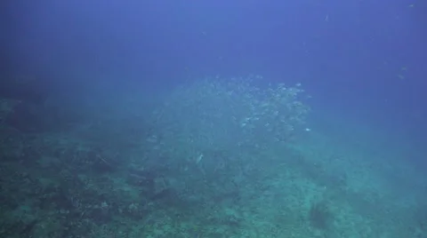 School of  white snappers above the bottom Stock Footage 67203755