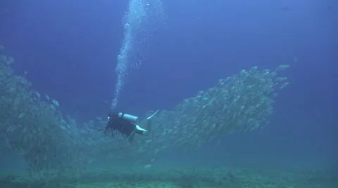 School of  white snappers Stock Footage 67199347