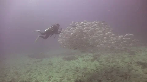 School of white snappers Stock Footage 67238813