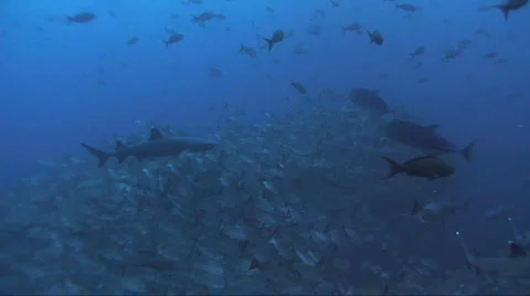 School of White Tip Sharks Stock Footage