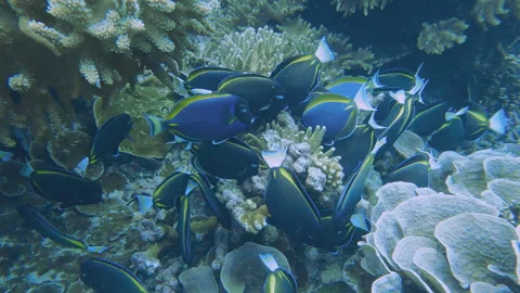 School of Whitecheek surgeonfish Stock Footage 314296800