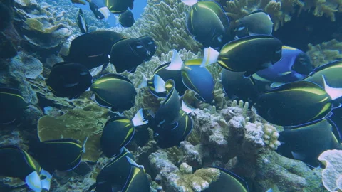 School of Whitecheek surgeonfish Stock Footage 314296915