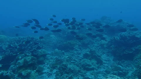 School of Whitecheek surgeonfish Stock Footage 314296999