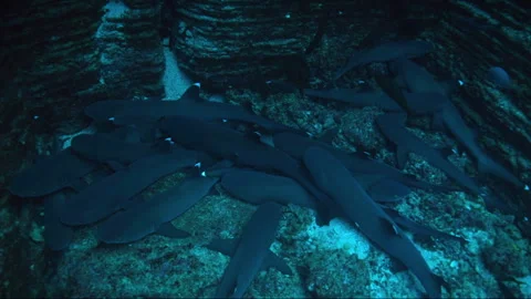 School of whitetip reef sharks resting on the ocean floor Stock-Footage 334972905