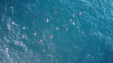 School of Wild Mobula Rays Swimming Together from Above 库存影片 348695574