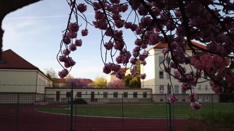 School yard with track and blossom trees calm spring mood Stock Footage 334045880