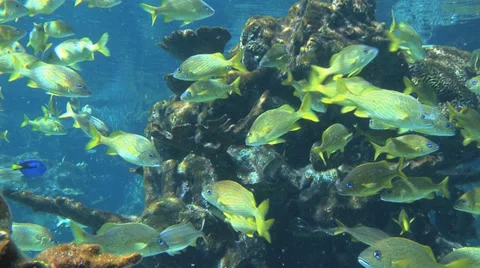 School of yellow fish Video stock 37900069