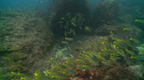 School of yellow fish Stock-Footage 56645818