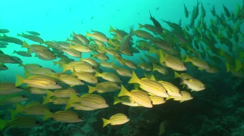 School of yellow Fish Stock Footage 56792354