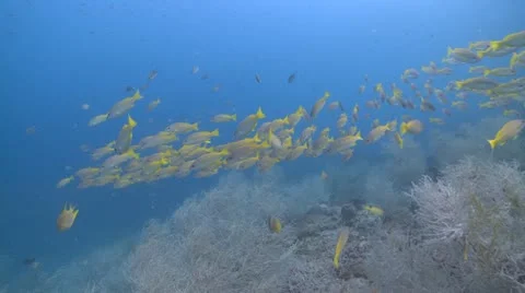School of yellow fish Indonesia Stock Footage 12234673