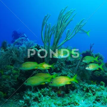 School of yellow fishes Stock Photos