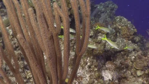 School of Yellow Goat Fish Stock-Footage 70077710