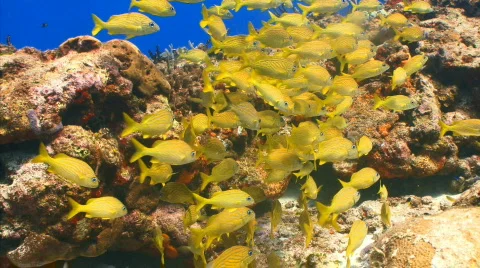 School yellow grunt Stock Footage 721821