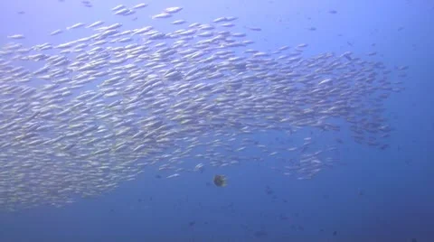 School of Yellow Snapper Stock Footage 22320227