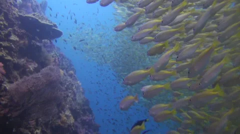 School of yellow snapper Stock Footage 32237981