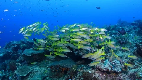 A School of Yellow Snappers Video stock 96233381