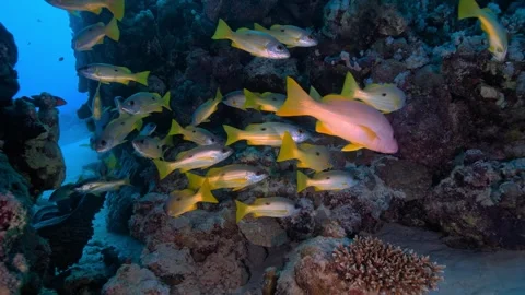 A school of yellow-striped snapper fish swimming near a coral reef. Stock Footage 301033207