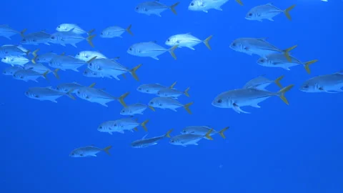 School of Yellow tail Jack fish Stock Footage 308481695