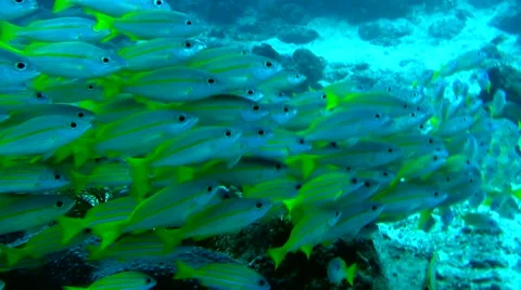 School of Yellow Tail Snapper fish Stock Footage 55795863