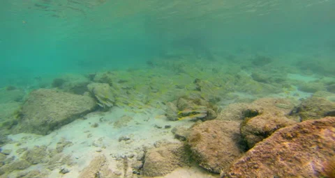 School of yellow tangs Stock-Footage 42850428