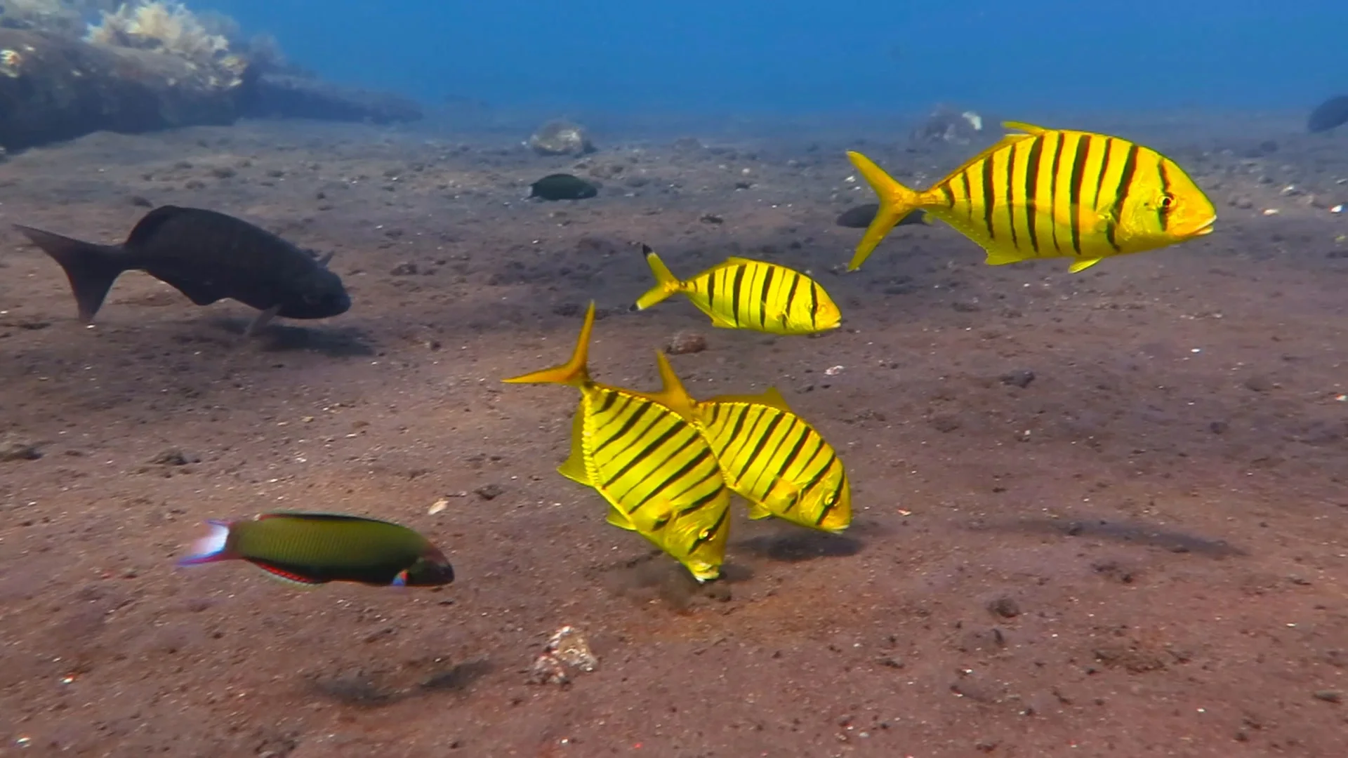 https://images.pond5.com/school-yellow-trevally-pilot-fish-footage-087253547_prevstill.jpeg
