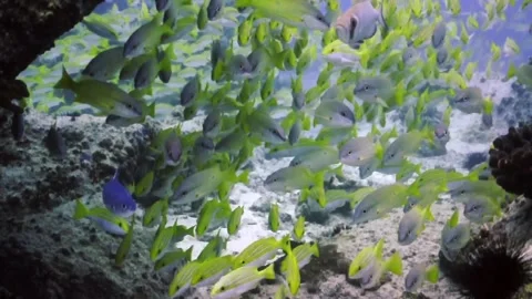 School of Yellowsnapper Stock Footage 232368323