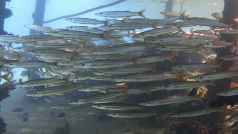 School of yellowtail barracuda fish in the Red sea. Stock video footage Stock Footage 302119414