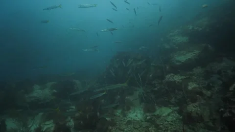 School of Yellowtail Barracuda Stock Footage 271526976