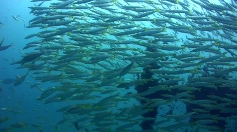 School of yellowtail barracuda (Sphyraena flavicauda) on top of wreck Stock-Footage 6557586