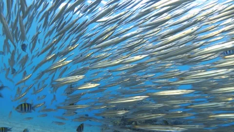 School of yellowtail barracuda (Sphyraena flavicauda), Red Sea. Video footage Video stock 302669840