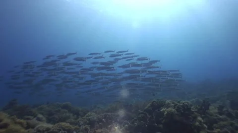 School of yellowtail barracuda in sunlit ocean. Stock Footage 10585867