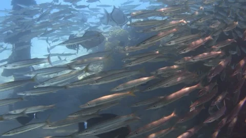 School of yellowtail barracudas (Sphyraena flavicauda), Red Sea Stock Footage 302116841
