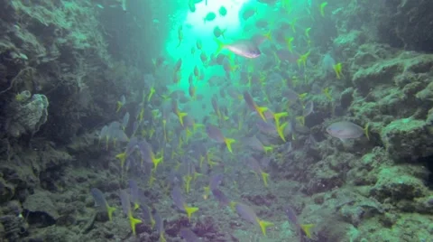 School of yellowtail fish on coral reef Видео 56825853
