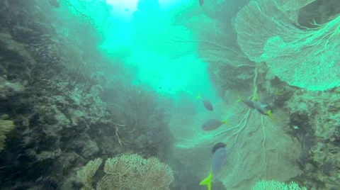 School of yellowtail fish on coral reef Stock Footage 56826588
