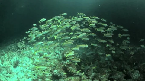 School of Yellowtail Snapper Cuba 库存影片 3854749