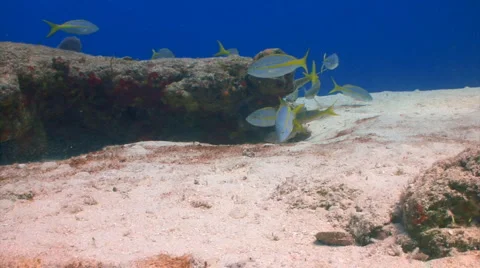 School yellowtail snappers Vidéo 1774323