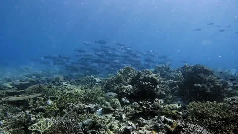 A school of young Bumped Parrotfish racing over a coral reef with many 動画素材 278076134