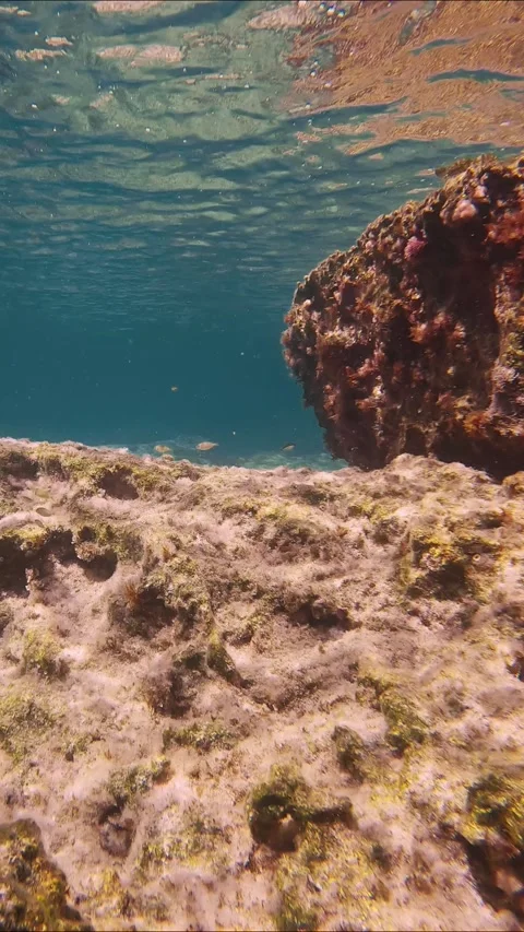 School of young Marbled Spinefoot swim on rock reef in Mediterranean Sea Stock Footage 259297426
