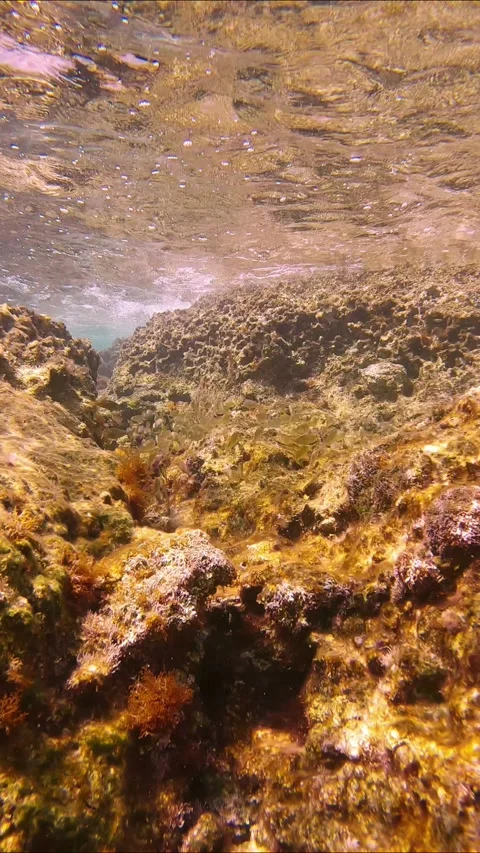 School of young Marbled Spinefoot swim on rock reef in Mediterranean Sea Stock Footage 271343851