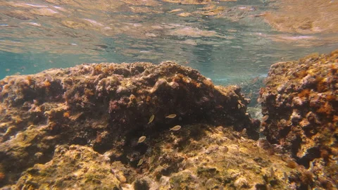 School of young Marbled Spinefoot swim on rock reef in Mediterranean Sea Stock Footage 274533728