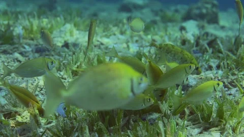 School of young Rabbitfish feeding on sea bottom covered with green seagrass Stock Footage 240898306