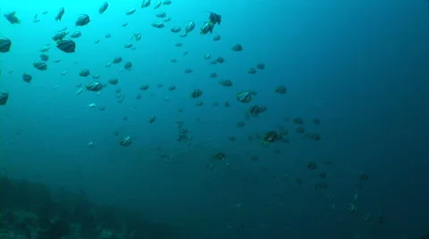 School of Zanclus cornutus Stock Footage 56793160