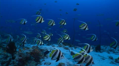 School of Zanclus cornutus Video stock 56794088