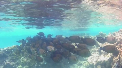 School of Zebra Fish Feeding and Swimming Around a Coral Reef Vídeos de archivo 343729324